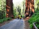 Sequoia National Park
