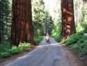 Sequoia National Park