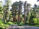 Sequoia National Park