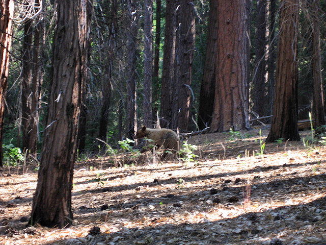 Yosemite National Park