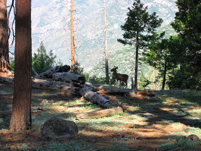 Yosemite National Park