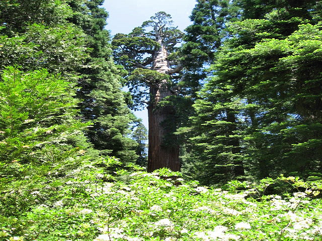 Kings Canyon National Park