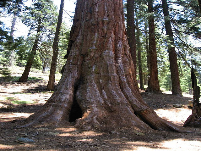 Kings Canyon National Park