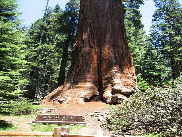 General Grant Sequoia