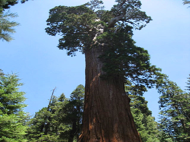 General Grant Sequoia