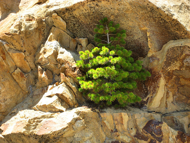 Kings Canyon National Park