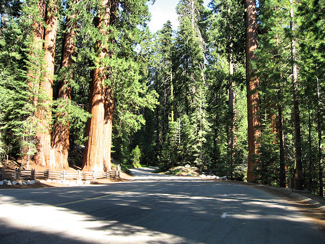 Sequoia National Park