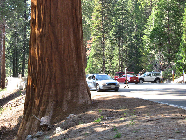 Sequoia National Park