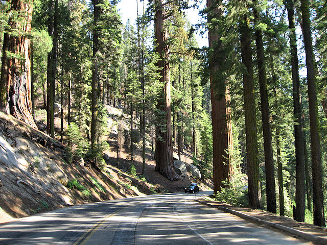 Sequoia National Park
