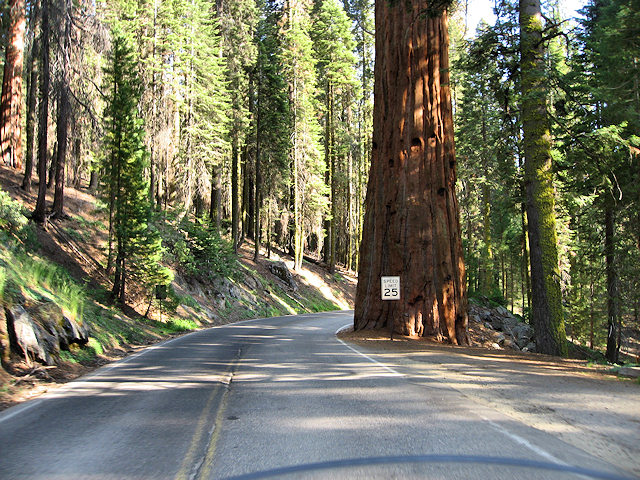 Sequoia National Park