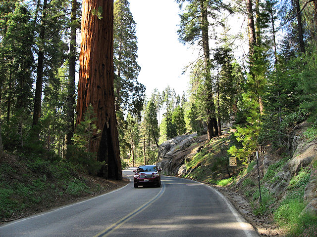 Sequoia National Park