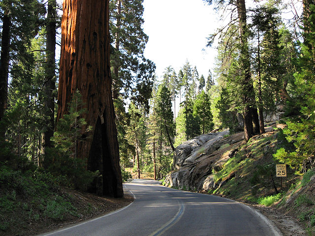 Sequoia National Park