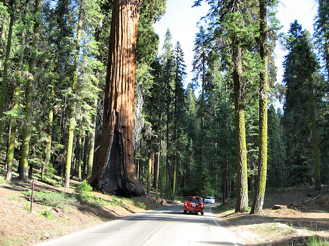Sequoia National Park