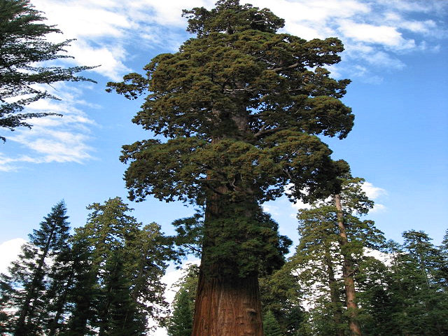 Sequoia National Park