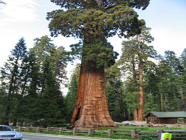 Sequoia National Park