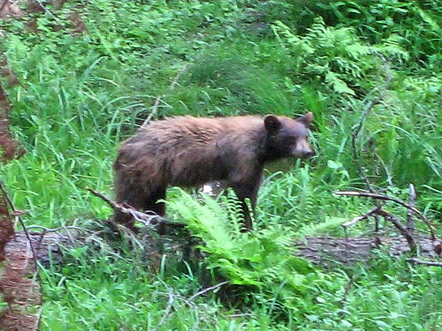 Sequoia National Park