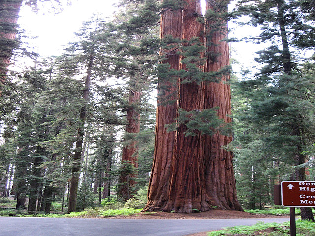 Sequoia National Park