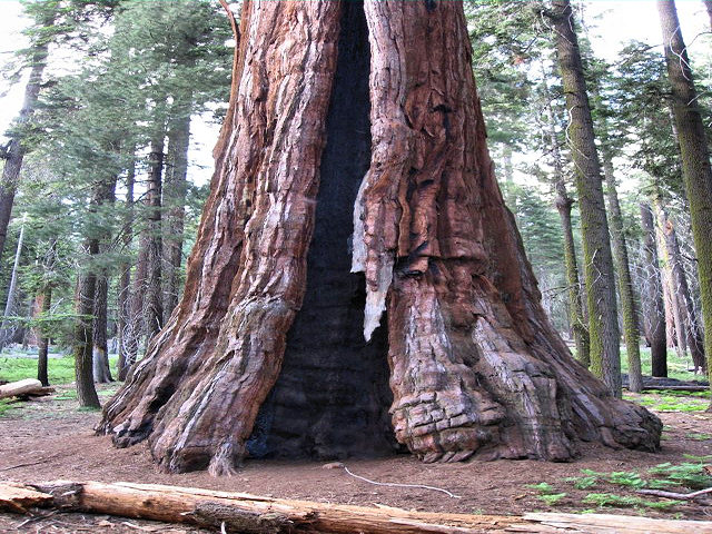 Sequoia National Park