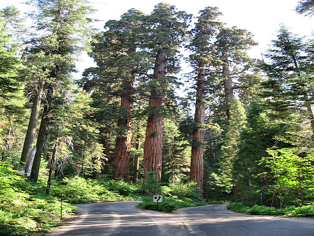 Sequoia National Park