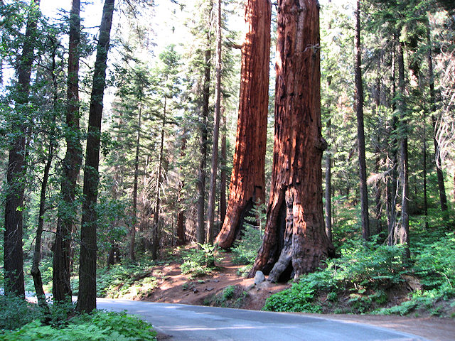 Sequoia National Park