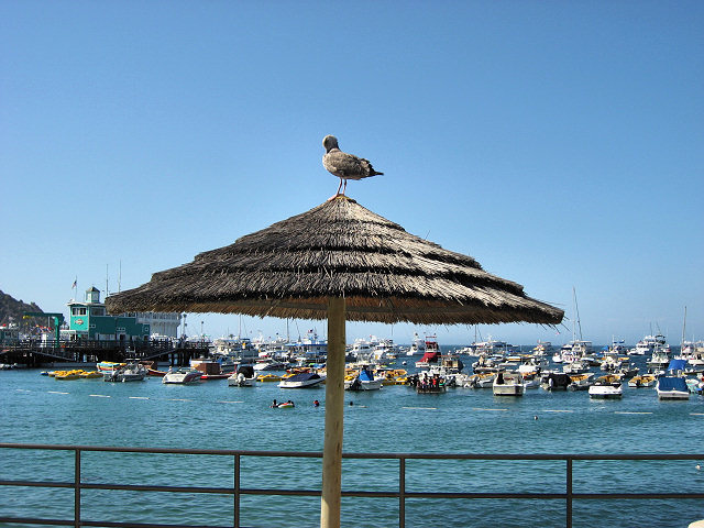 Bird on Palapa