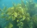 Underwater Tour Boat Ride