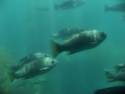 Underwater Tour Boat Ride