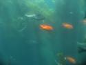 Underwater Tour Boat Ride