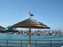 Bird on Palapa