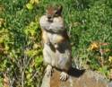 Chipmunk on Side of Road