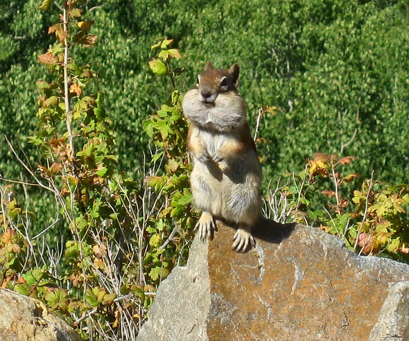 Chipmunk on Side of Road