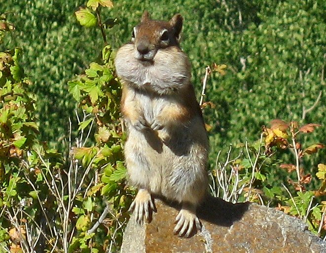 Chipmunk on Side of Road