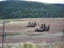 Camels Near Mancos