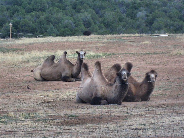 Camels Near Mancos