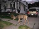 Deer Walking the Streets of Ouray