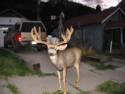 Deer Walking the Streets of Ouray