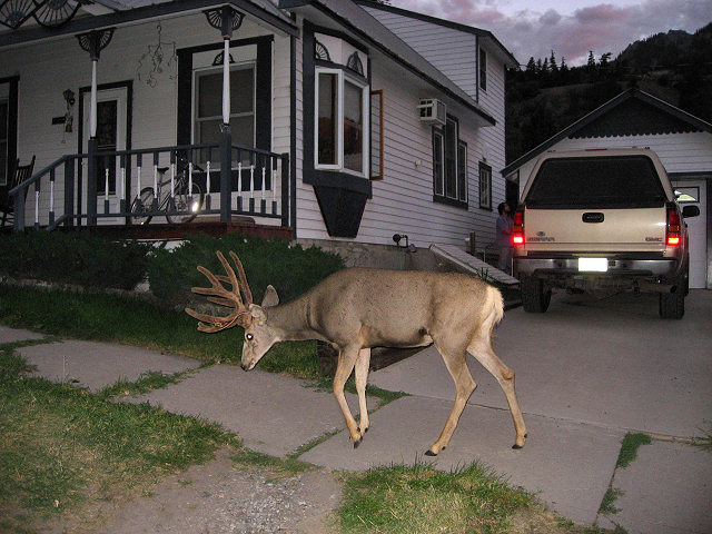 Deer Walking the Streets of Ouray