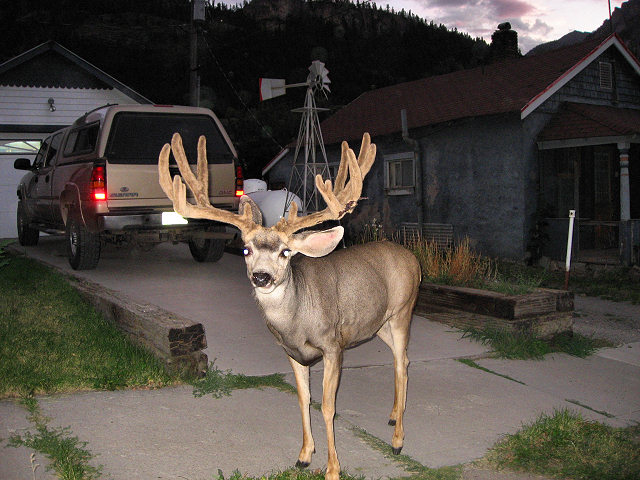 Deer Walking the Streets of Ouray