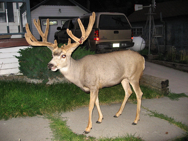 Deer Walking the Streets of Ouray