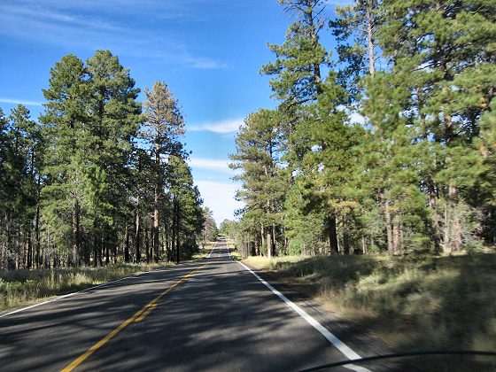 Through the Kaibab Forest to Jacob's Lake