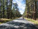Through the Kaibab Forest to Jacob's Lake