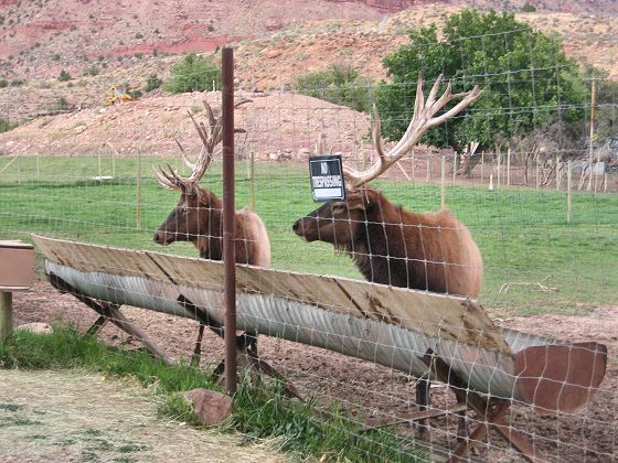Elk In Preserve In Springdale