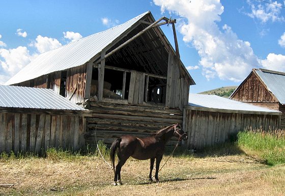 Old Paris Barn and Horse