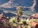 Guano Point at Grand Canyon West