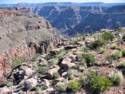 Horse Ride to Grand Canyon