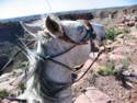 Horse Ride to Grand Canyon