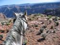 Horse Ride to Grand Canyon
