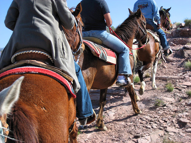 Horse Ride to Grand Canyon