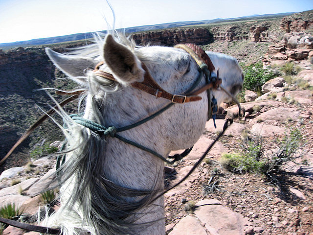 Horse Ride to Grand Canyon