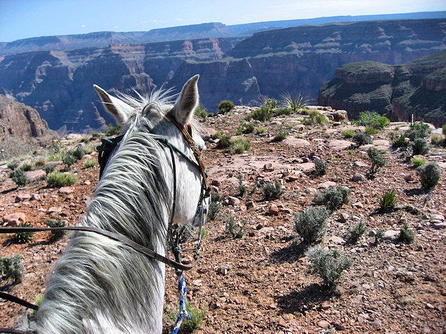 Horse Ride to Grand Canyon
